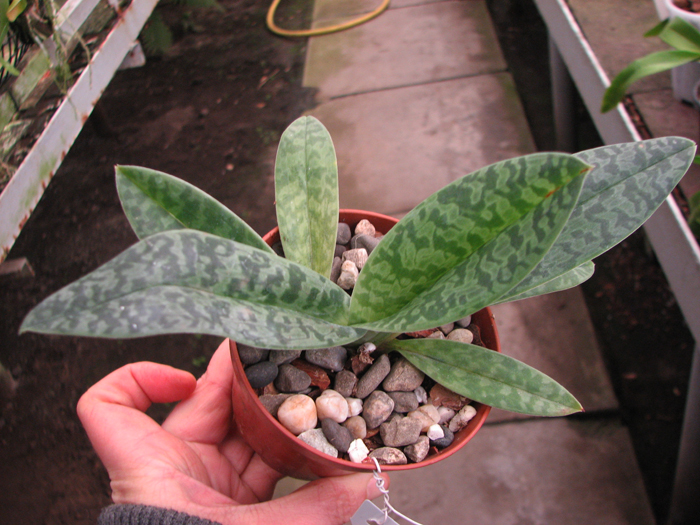 Paphiopedilum venustum alba.jpg