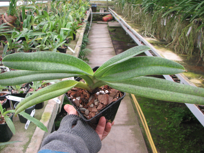 Paphiopedilum Gloria Naugle (rothschildianum x micranthum).jpg