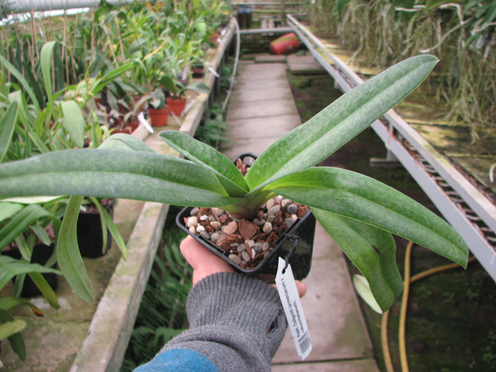 Paphiopedilum Dollgoldi (armeniacum x rothschildianum).jpg
