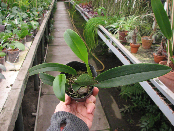 Bulbophyllum longissimum.jpg