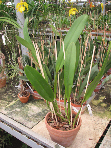 Brassolaeliocattleya Goldenzelle 'Saddle Peak'.jpg