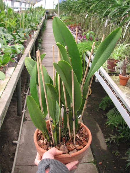 Brassolaeliocattleya Eve Marie Barnett.jpg