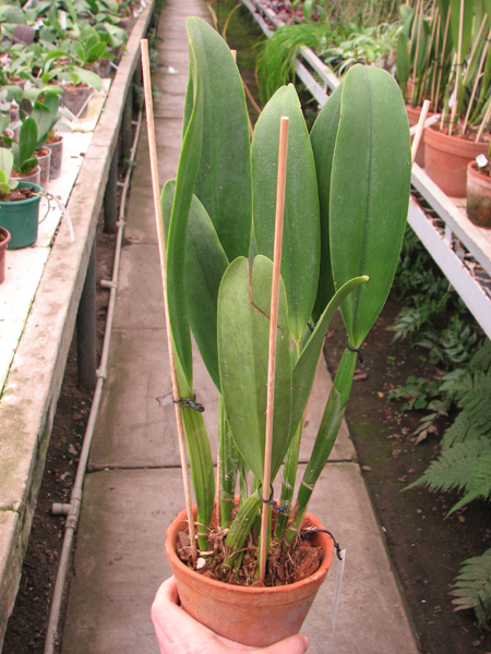 Cattleya Gertrude Hauserman x Cattleya labiata 'Volcano Queen'.jpg