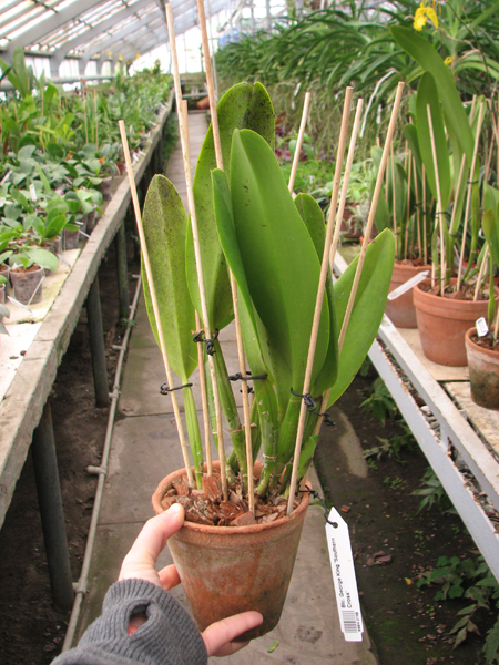 Brassolaeliocattleya George King 'Southern Cross'.jpg