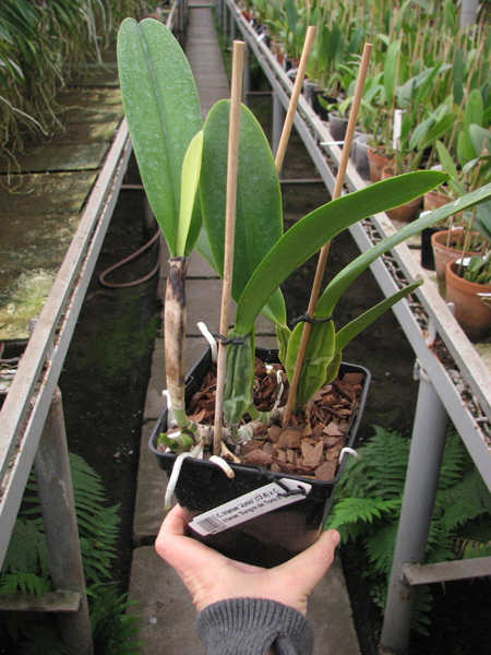 Cattleya trianae 'Junio' (12-8) x Cattleya trianae 'Sangre de Toro II' (25-8).jpg