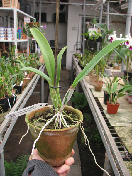 Cattleya trianae rubra 'Eclipse' x Cattleya trianae 'Sangre de Toro II'.jpg