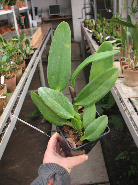 Cattleya warneri concolor x SELF.jpg