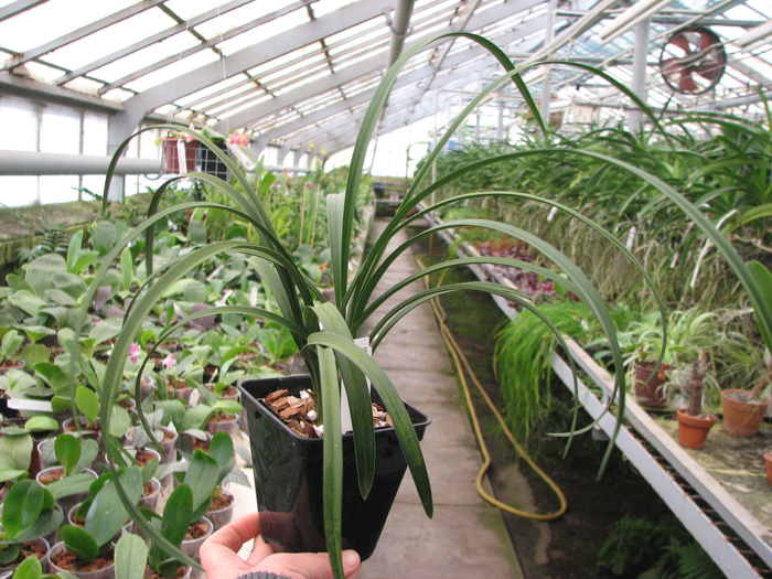 Cymbidium goeringii.jpg