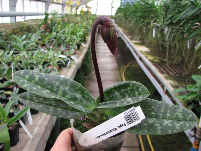 Paphiopedilum Maudiae vinicolor.jpg