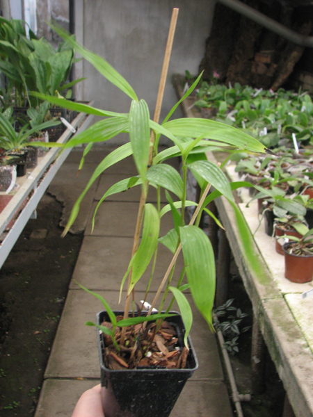 Sobralia sp coerulea (Equador) x self.jpg