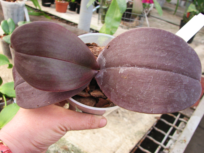 Phalaenopsis Penang x Phalaenopsis gigantea.jpg