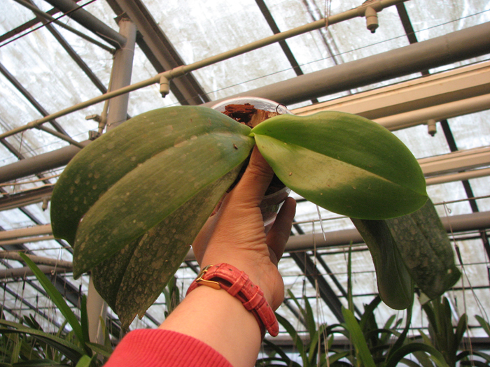Phalaenopsis gigantea x violacea blue.jpg