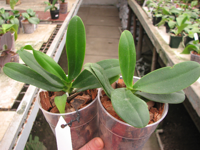 Sedirea japonica.jpg