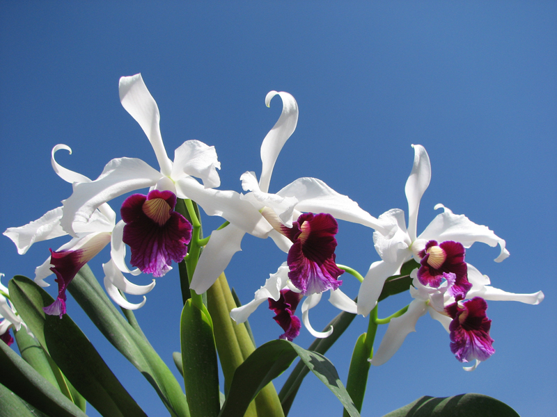 Laelia purpurata.jpg