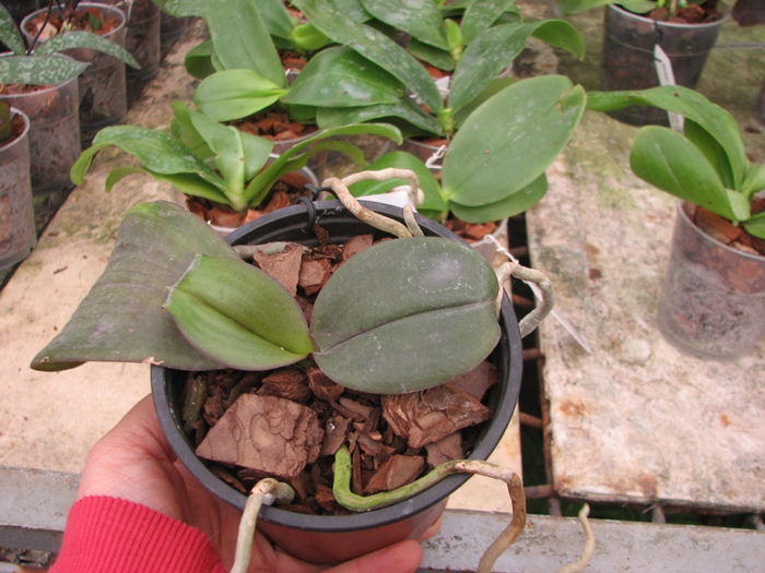 Phalaenopsis Sogo Lawrence x (Phalaenopsis Sogo Lawrence x Phalaenopsis Yungho Princess Gelb).jpg