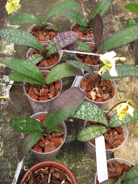 Phalaenopsis stuartiana yellow x sib.jpg