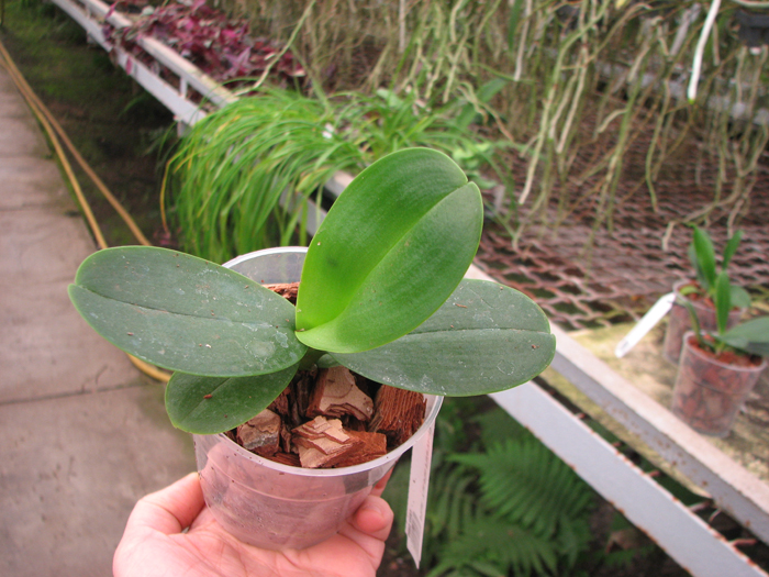 Phalaenopsis Yui-Pin Fire Work 'Big Lip'.jpg