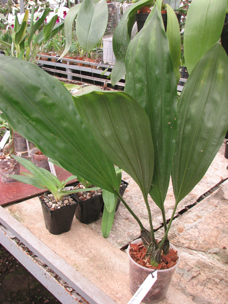 Stanhopea Assidensis.jpg