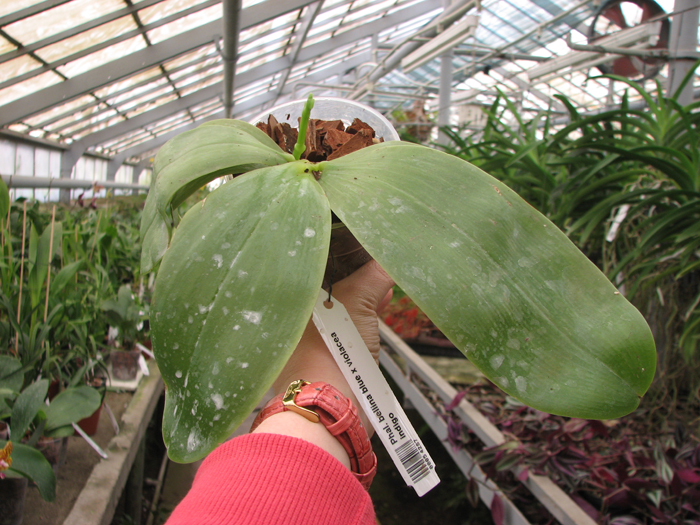 Phalaenopsis bellina blue x violacea indigo.jpg