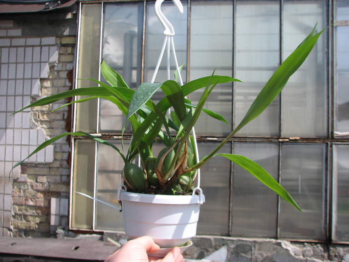 Coelogyne cristata.jpg