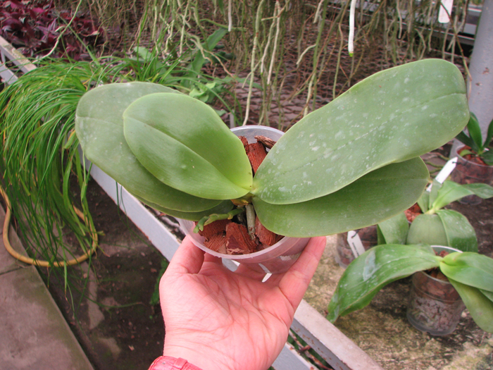 Phalaenopsis KS Happy Eagle 'LD' x Phalaenopsis bellina 'LD'.JPG