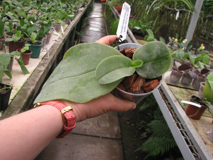 Phalaenopsis Ohl Flame 'Yung Ho' (Princess Kaulani x gigantea).jpg