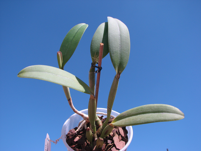 Cattleya lueddemanniana escura x Cattleya lueddemanniana 'Labelo Dourado'.jpg