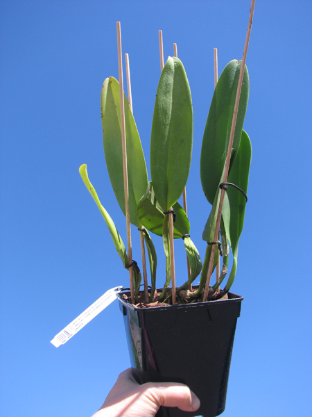 Cattleya warneri integra 'Evandro Perini' x Cattleya warneri inegra-orlata-pincelada 'Leonor'.jpg