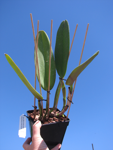 Cattleya warneri escura 'Corrego D'antas' x Cattleya warneri escura integra orlata.jpg