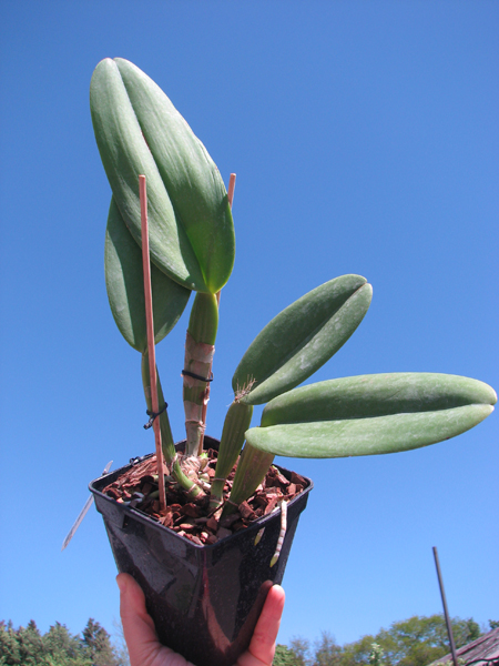Cattleya warneri semi alba (boa forma) x Cattleya warneri semi alba 'Rubi'.jpg