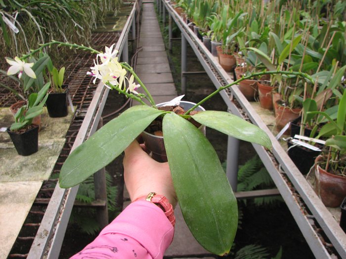 Phalaenopsis tetraspis.jpg