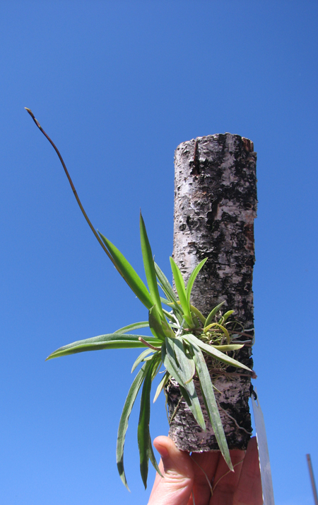 Oncidium (Tolumnia) hybrids.jpg