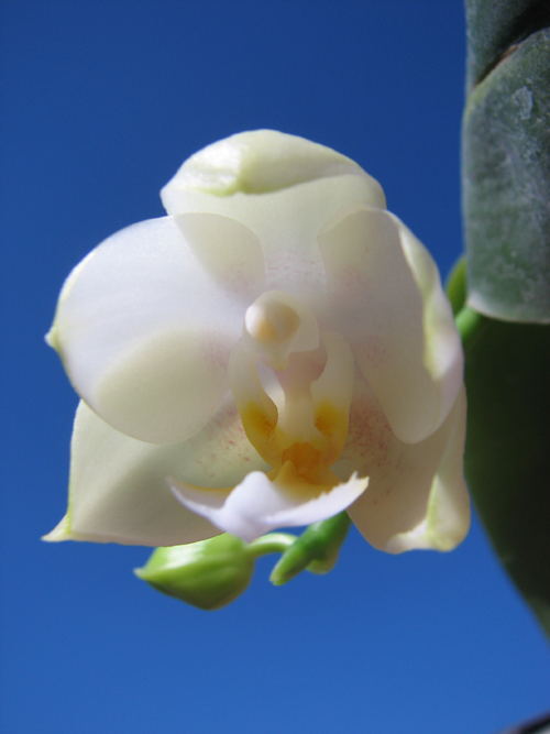 Phalaenopsis Tzu Chiang Chrisna.jpg