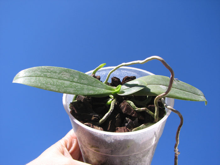 Phalaenopsis Equalacea (Phalaenopsis equestris x violacea).jpg