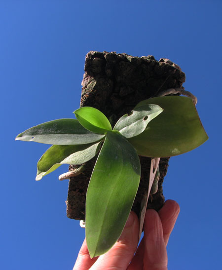 Phalaenopsis Su-An Cricket.jpg