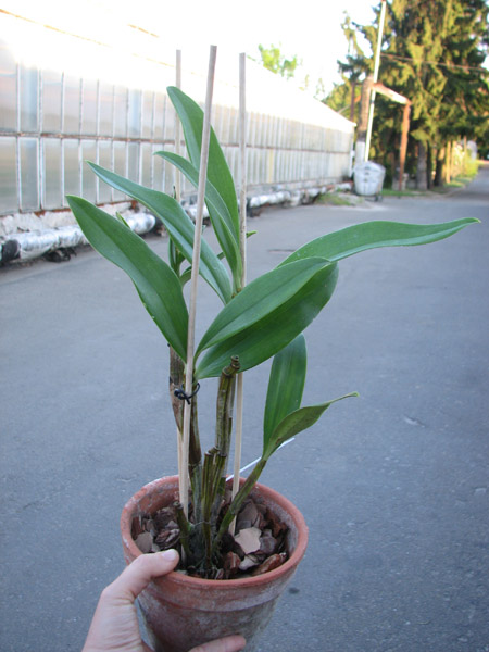 Dendrobium spectabile.jpg