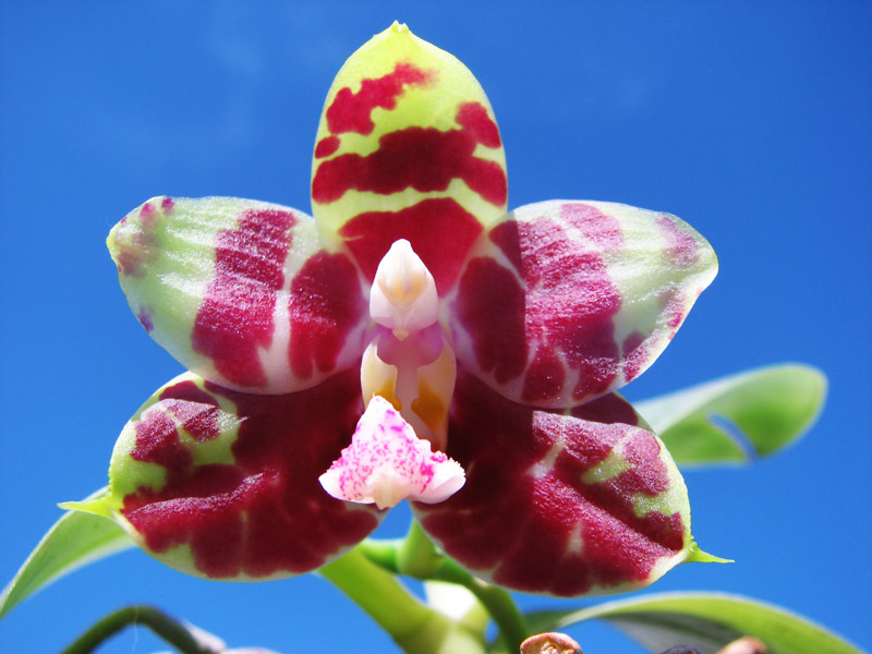 Phalaenopsis (Gelblieber x mariae).jpg