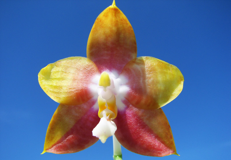 Phalaenopsis amboinensis x Phalaenopsis Penang Girl.jpg