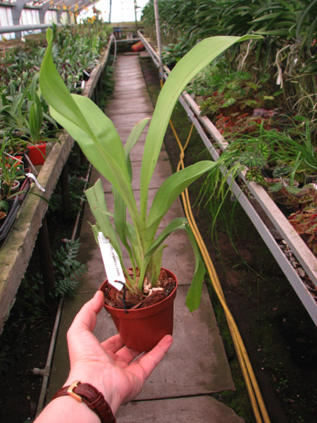 Cochleanthes (amazonica x lobata).jpg