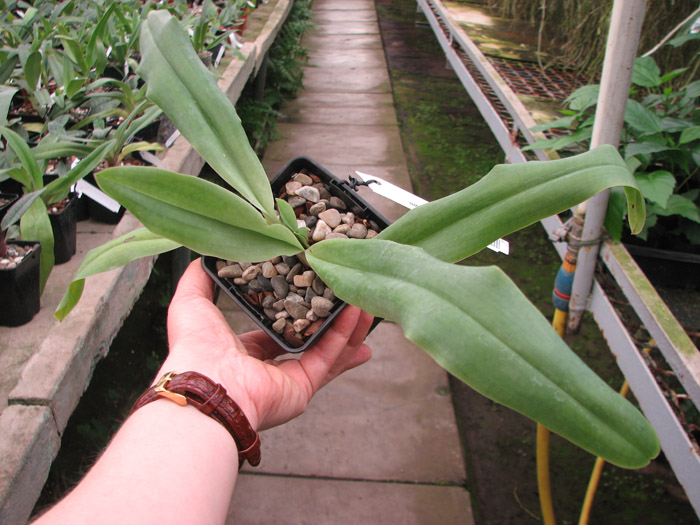 Paphiopedilum glaucophyllum.jpg