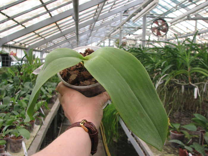 Phalaenopsis Mok Choi Yew (gigantea x violacea).jpg