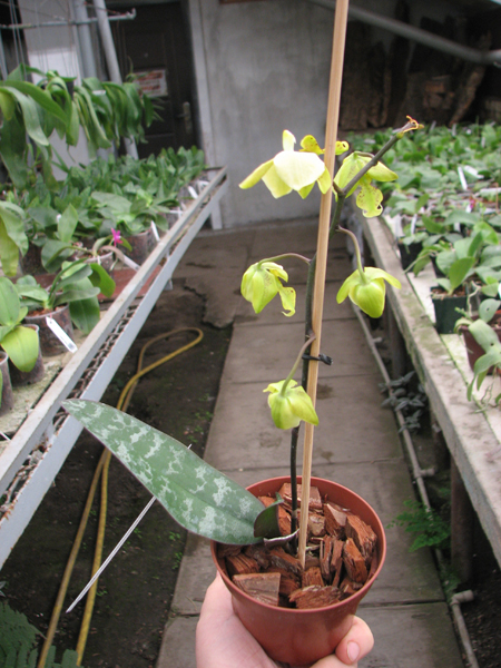 Phalaenopsis stuartiana yellow x sib.jpg