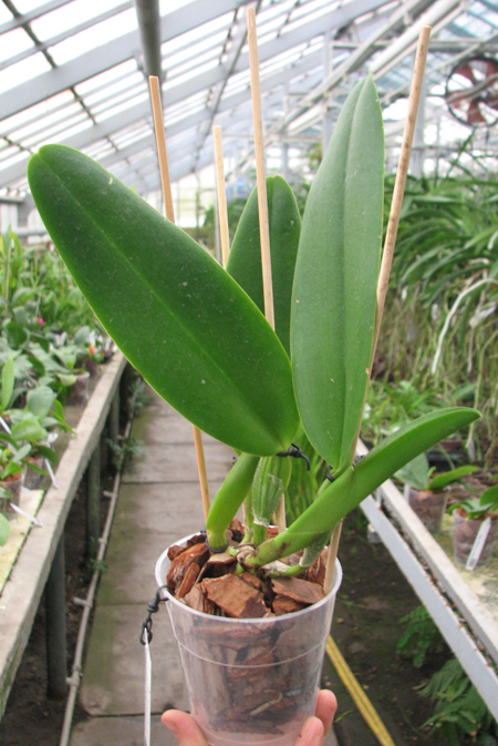 Brassolaeliocattleya George King 'Serendipity'.jpg