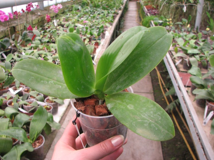 Phalaenopsis Tzu Chiang Chrisna 'Brazil'.JPG
