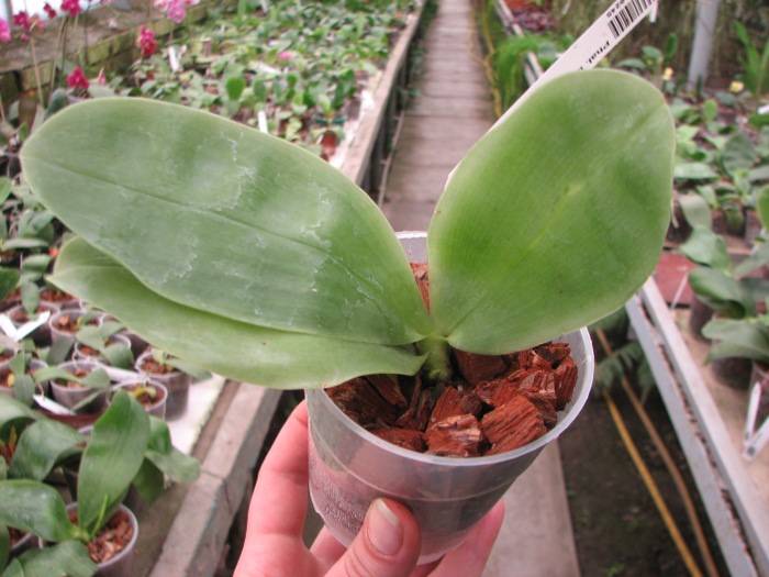 Phalaenopsis bellina 'blue'.JPG