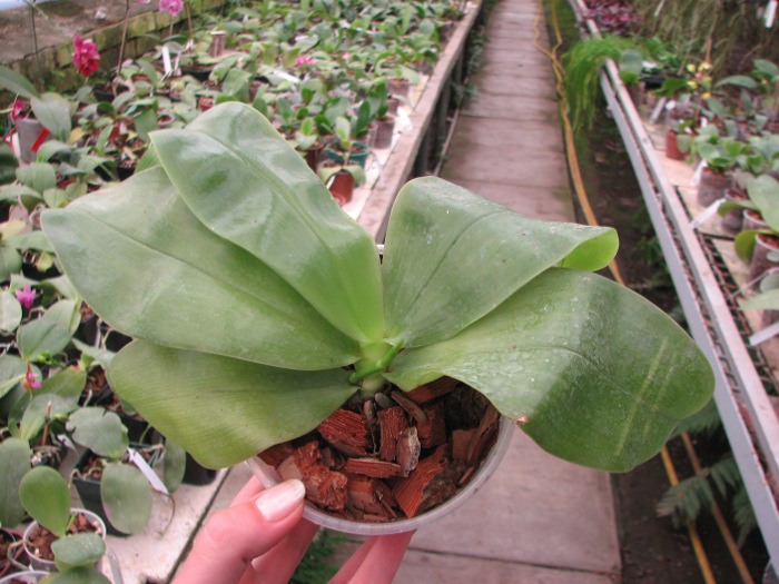 Phalaenopsis Samera 'Blue'.JPG