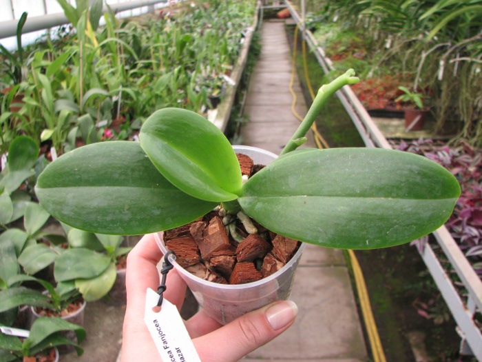 Phalaenopsis Meidarland Violacea Fanjocea 'MD' x Lea Maria Salazar.JPG