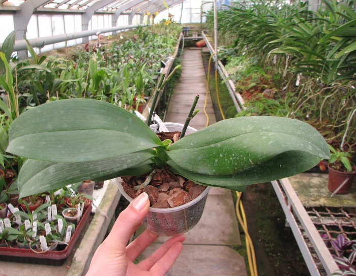 Phalaenopsis Nobby's Pumpkir 'JA4'.JPG