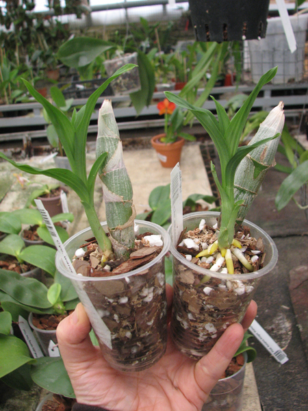 Cycnoches warcewiczii.jpg