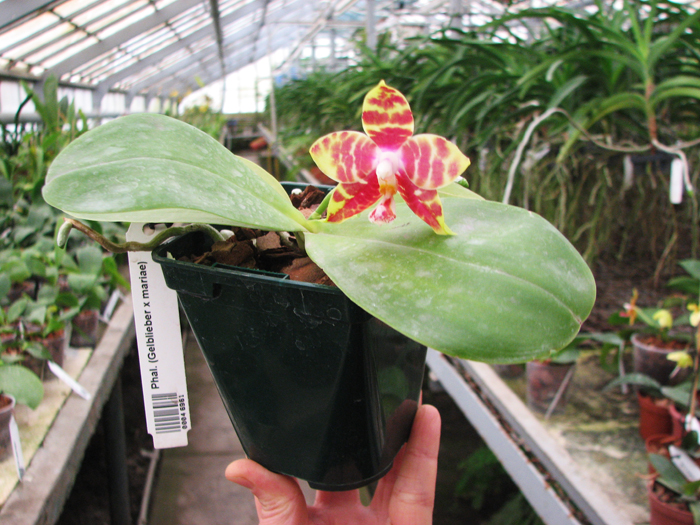 Phalaenopsis (Gelblieber x mariae).jpg